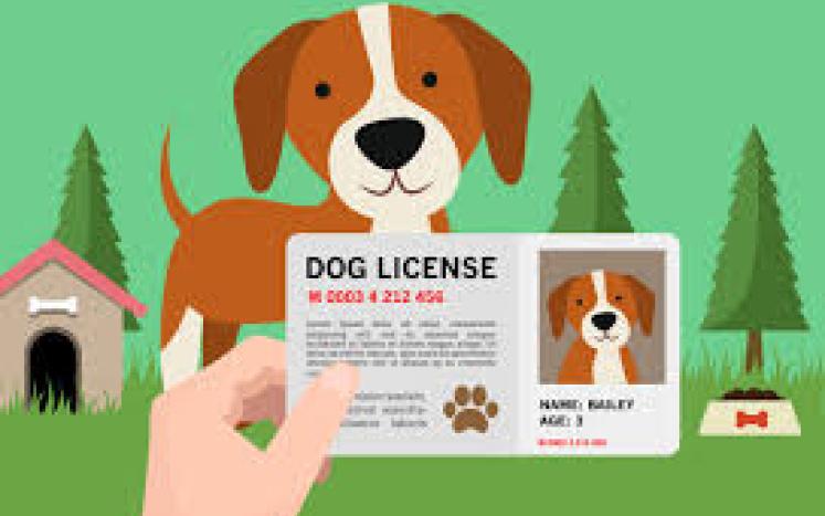 Dog Licensing